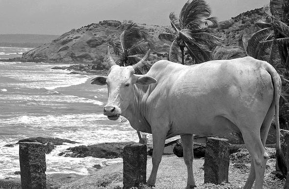 sacred cows india